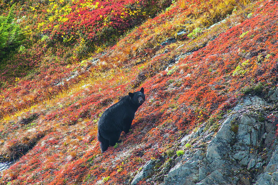 Black Bear  Urus Americanus  Standing Photograph by Michael Jones