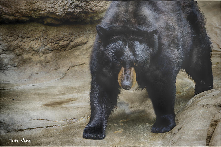 Black Bear Walking Photograph by Don Vine