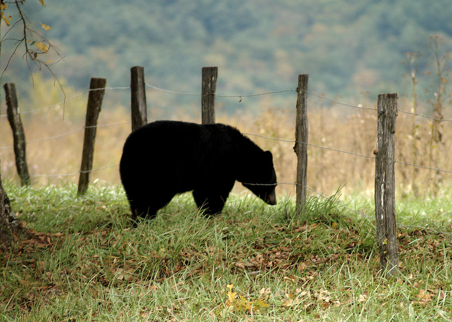 Black Bear Wandering Photograph by TnBackroadsPhotos 