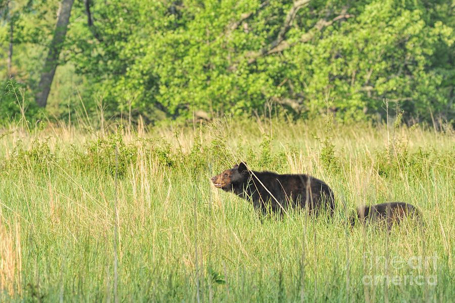Black bear with cub in field Photograph by Dan Friend