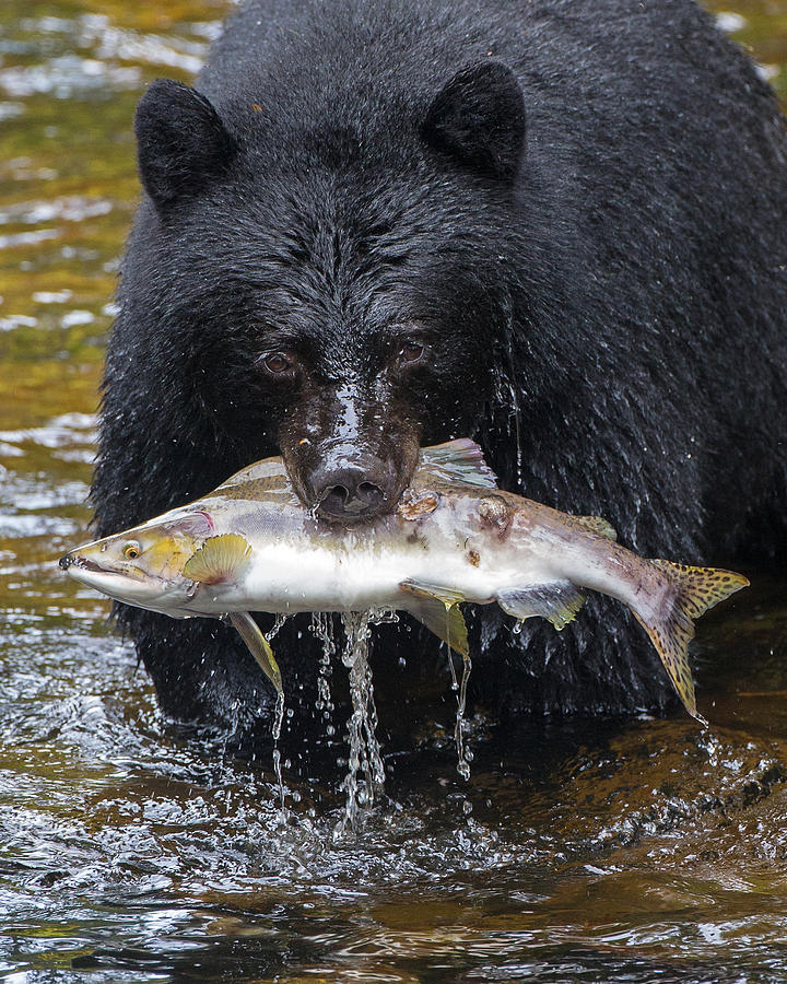 Nature Photograph - Black Bear with Salmon by Max Waugh