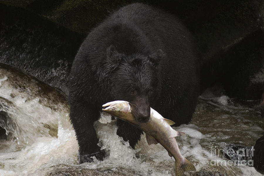 Black Bear With Salmon Photograph by Ron Sanford