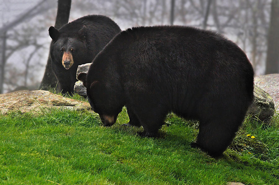 Black Bears Photograph by Mary Almond