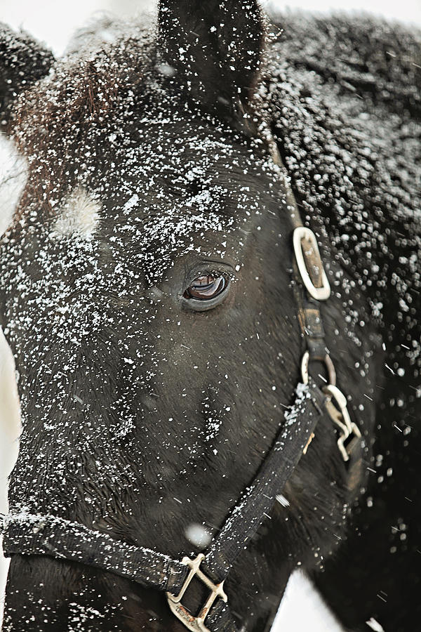 Black Beauty in a Blizzard Photograph by Carrie Ann Grippo-Pike