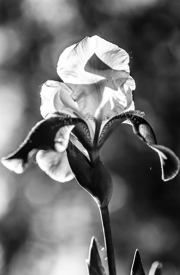 Iris Photograph - Black Beauty. Iris Series. Black and White by Jenny Rainbow