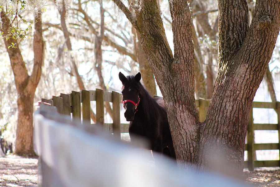 Black Beauty Photograph by Jessica Brown
