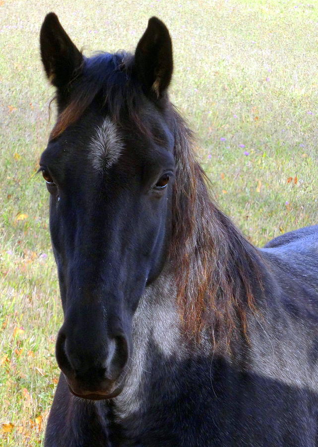 Black Beauty Photograph by Kathleen Luther