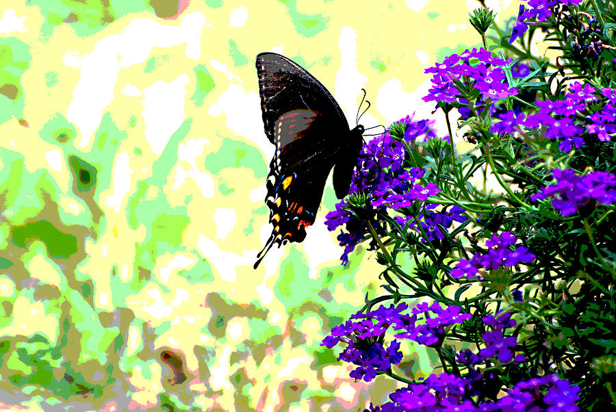 Butterfly Black Beauty Photograph by Linda Cox
