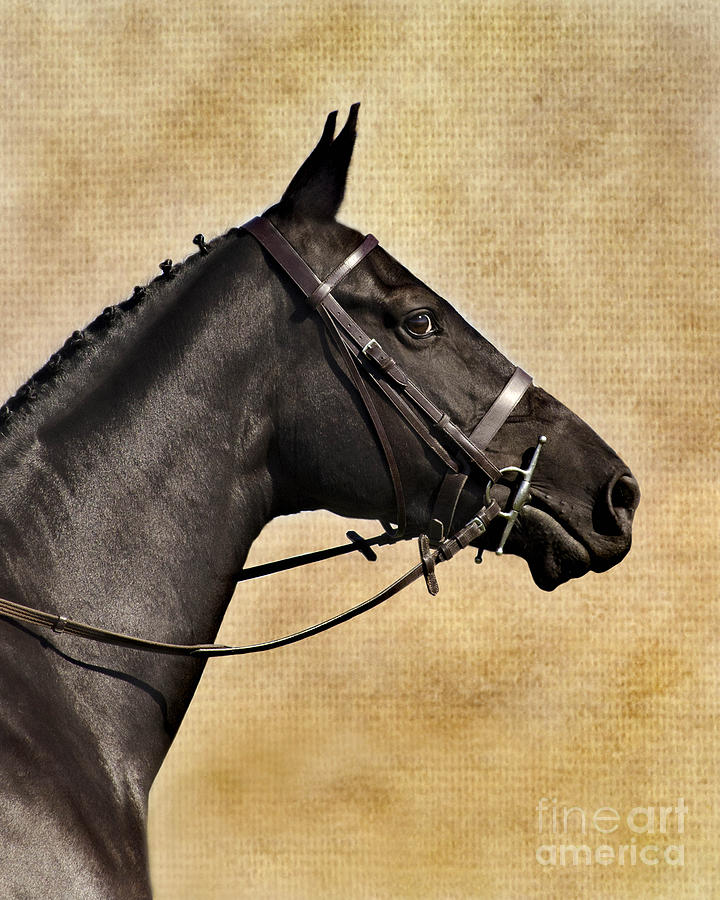Black Beauty Photograph by Linsey Williams