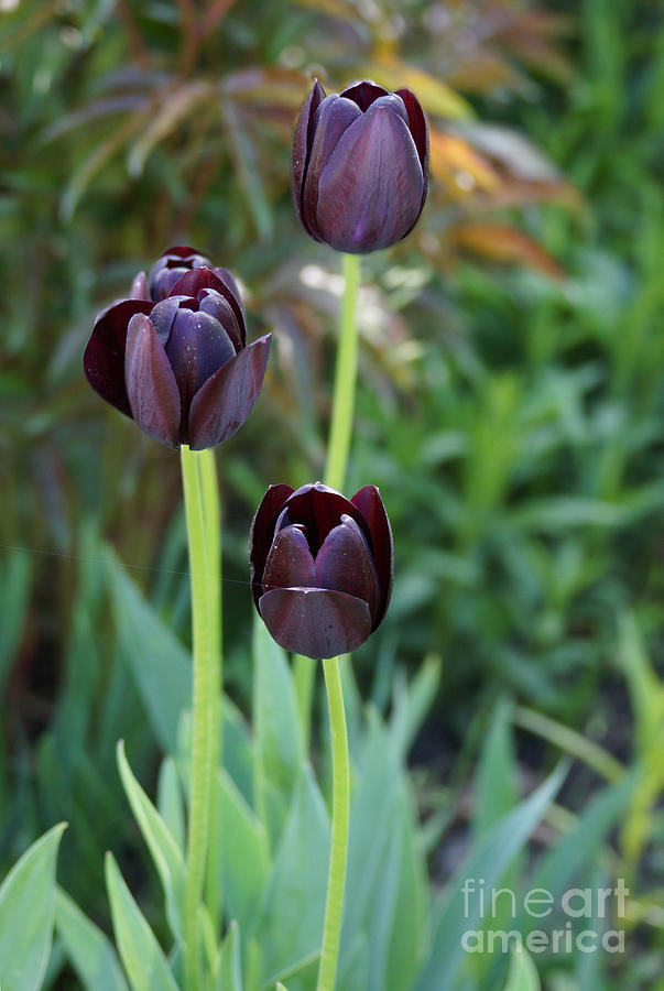 Tulip Photograph - Black beauty by Lori Tordsen