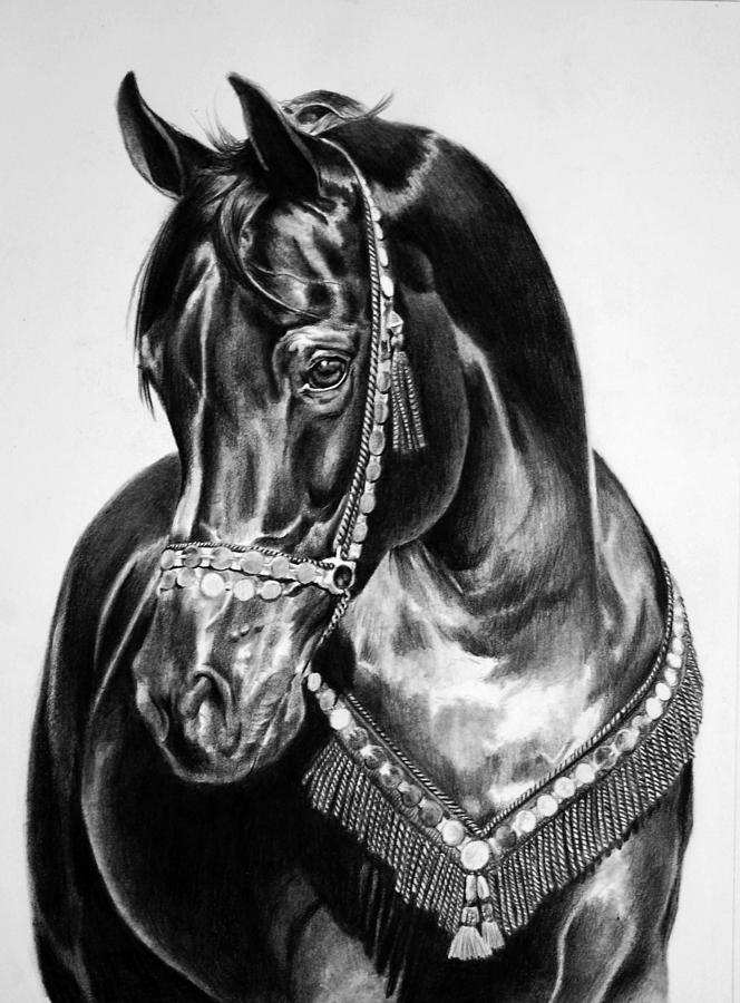 Black Beauty Drawing by Maria DAngelo