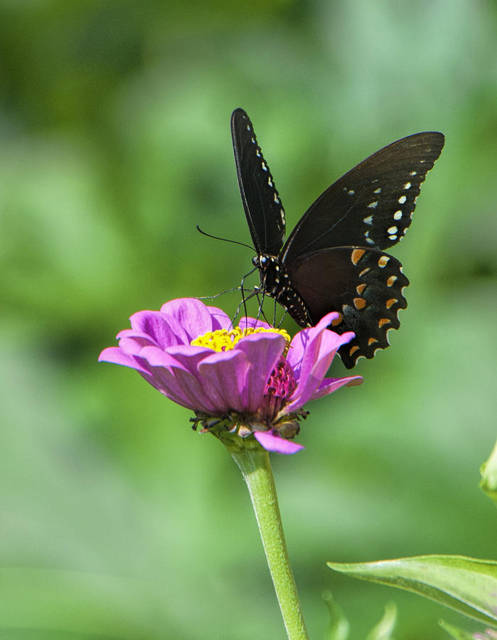 Butterfly Photograph - Black Beauty by Phyllis Taylor