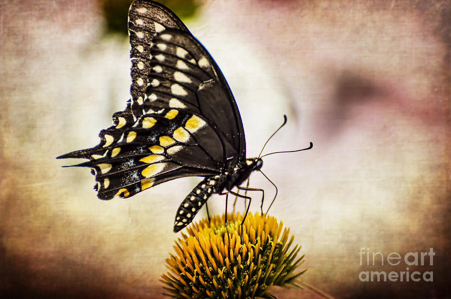 Black Beauty Textured Photograph by Judy Wolinsky