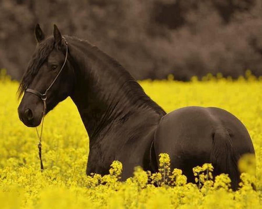 Horse Mixed Media - Black beauty by Bernice Asantewaa