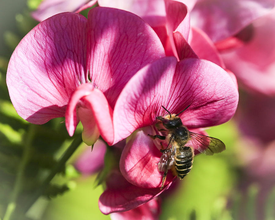 Black Bee on Pea Photograph by Dora Korzuchowska - Fine Art America