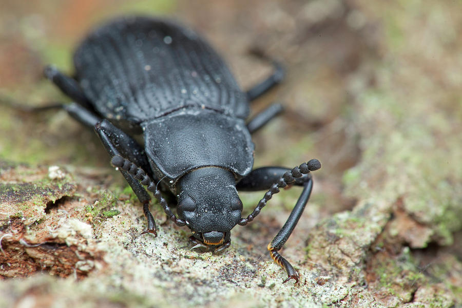 Black Beetle by Melvyn Yeo/science Photo Library