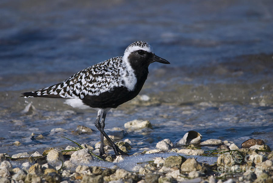 Black-bellied Plover Photograph by John Greco