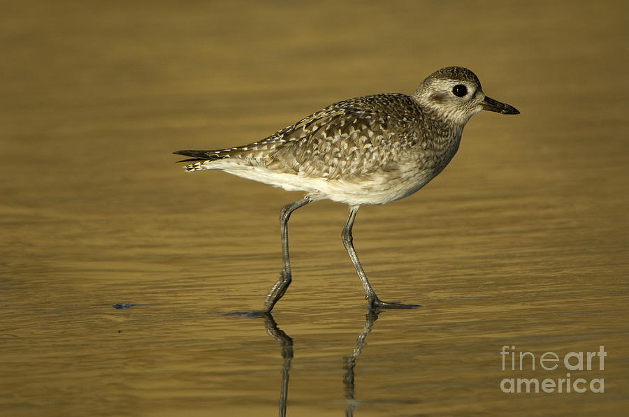 Black-bellied Plover Photograph by John Shaw