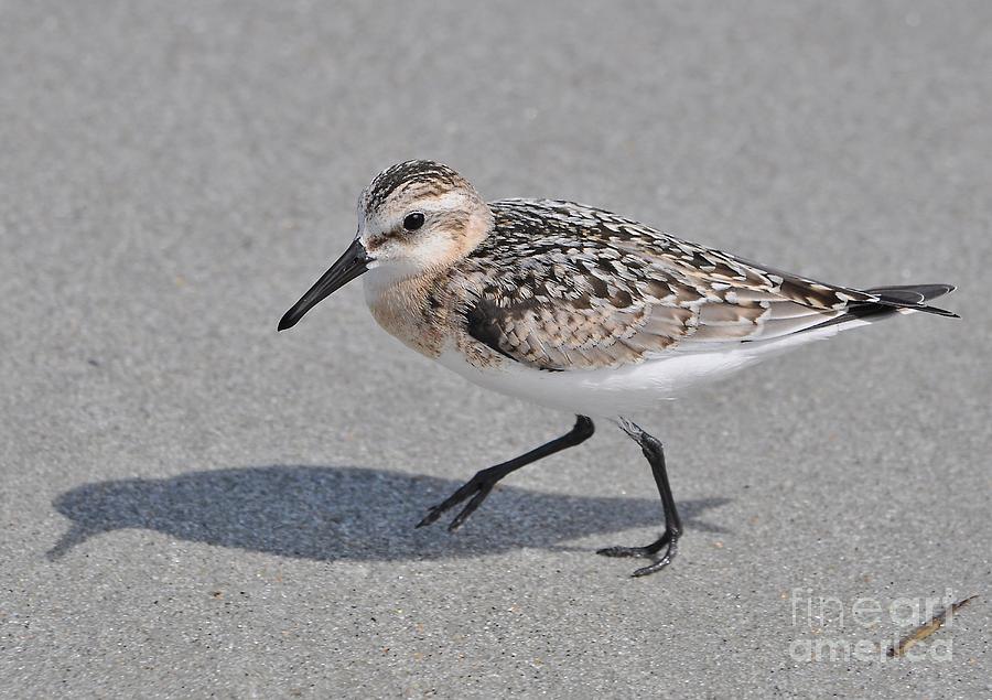 Black Bellied Plover Photograph by Kathy Baccari