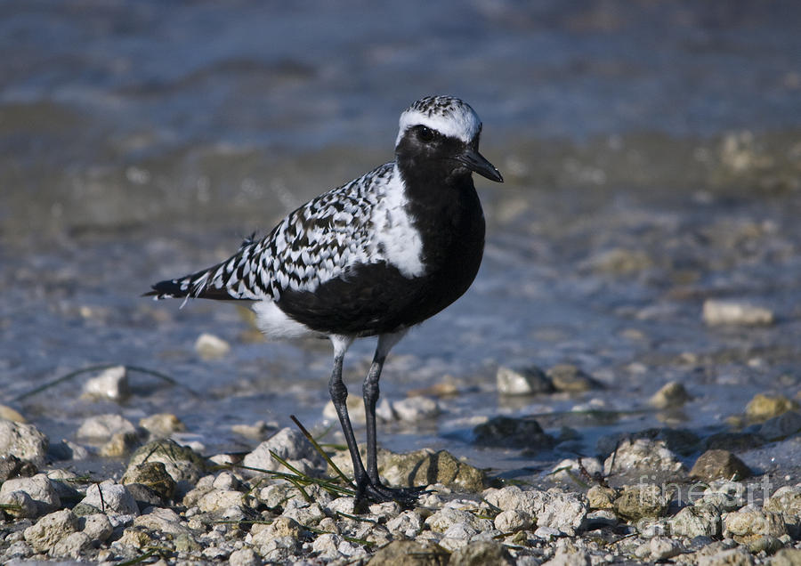 Black-bellied Plover No.2 Photograph by John Greco