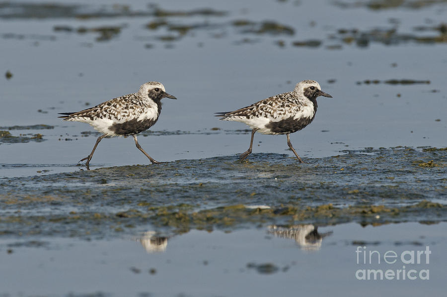 Black-bellied Plovers Photograph by Anthony Mercieca