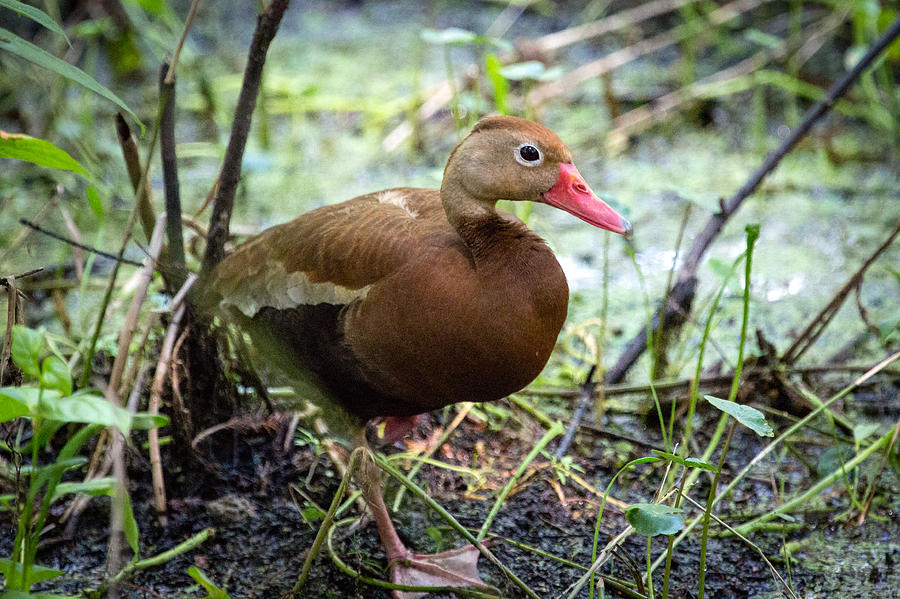 Black-bellied Whistling Duck 2 Photograph by Gregory Daley  MPSA