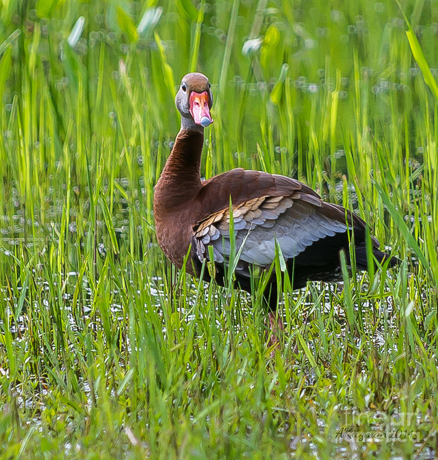 Black-bellied Whistling Duck  Photograph by Anne Kitzman