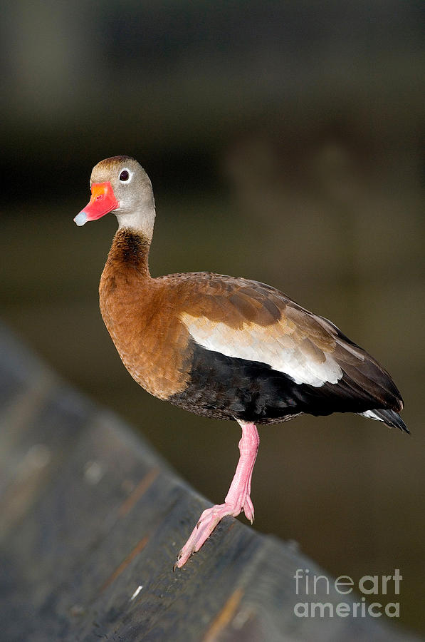 Black-bellied Whistling Duck Photograph by Anthony Mercieca
