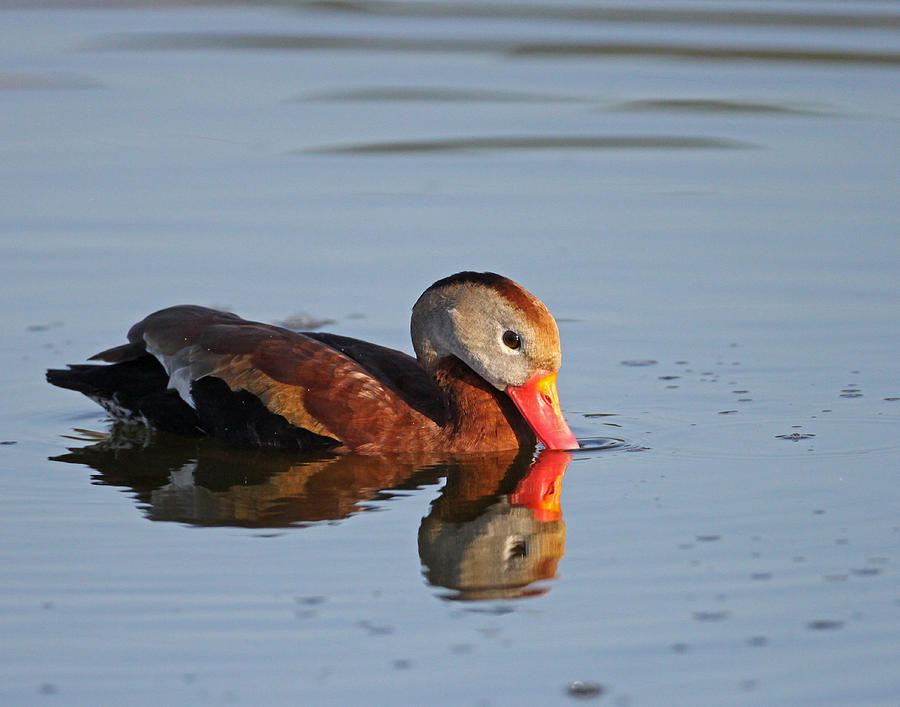Black Photograph - Black-bellied Whistling Duck by Brian Magnier Black Photograph - Black-bellied Whistling Duck by Brian Magnier