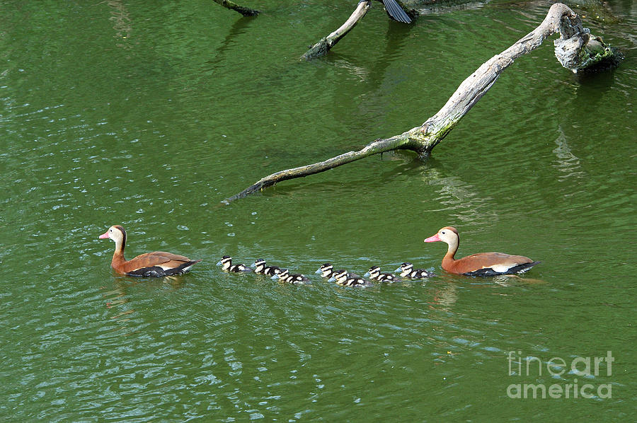 Black-bellied Whistling-duck Family Photograph by Gregory G. Dimijian