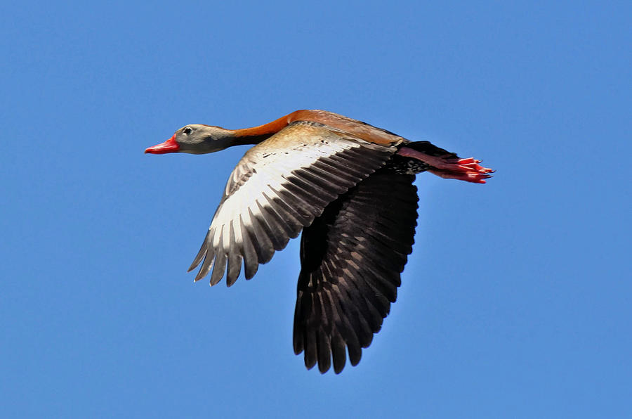 Black-bellied Whistling-Duck in Flight  Photograph by Savannah Gibbs