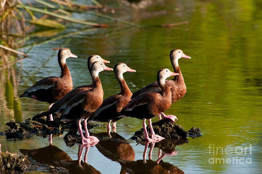 Black-bellied Whistling Duck Photograph by Mark Newman