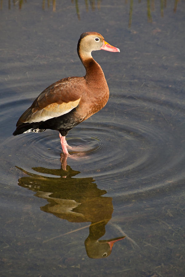 Black Bellied Whistling Duck Photograph by Theo OConnor