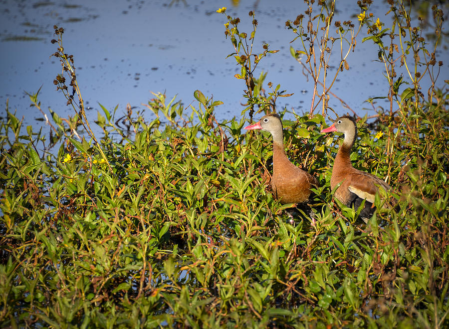 Black-Bellied Whistling Ducks Photograph by Carolyn Marshall