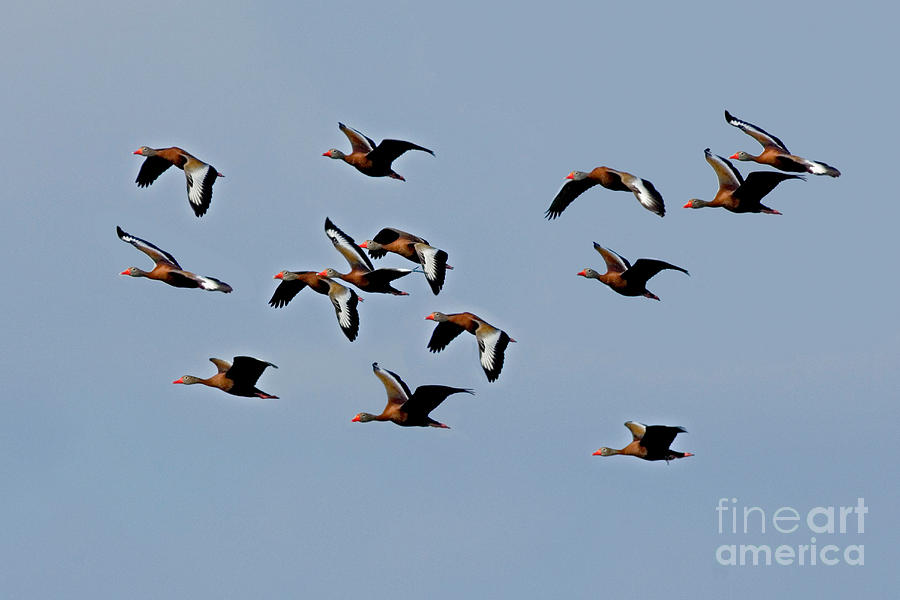 Black-bellied Whistling Ducks In Flight Photograph by Anthony Mercieca