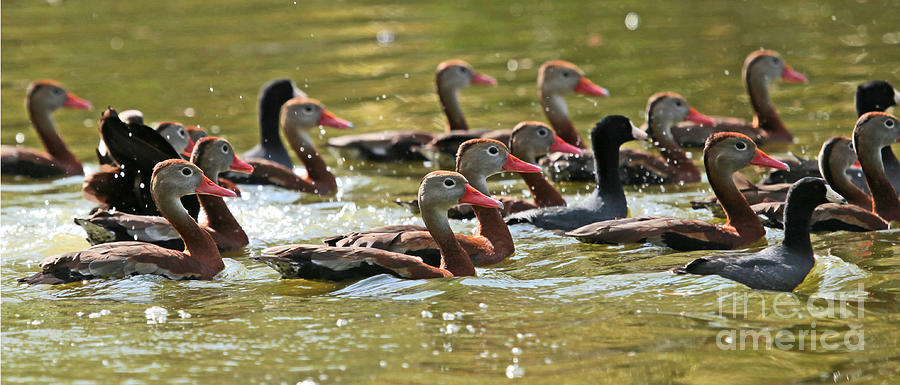 Black-bellied Whistling Ducks Photograph by Luana K Perez