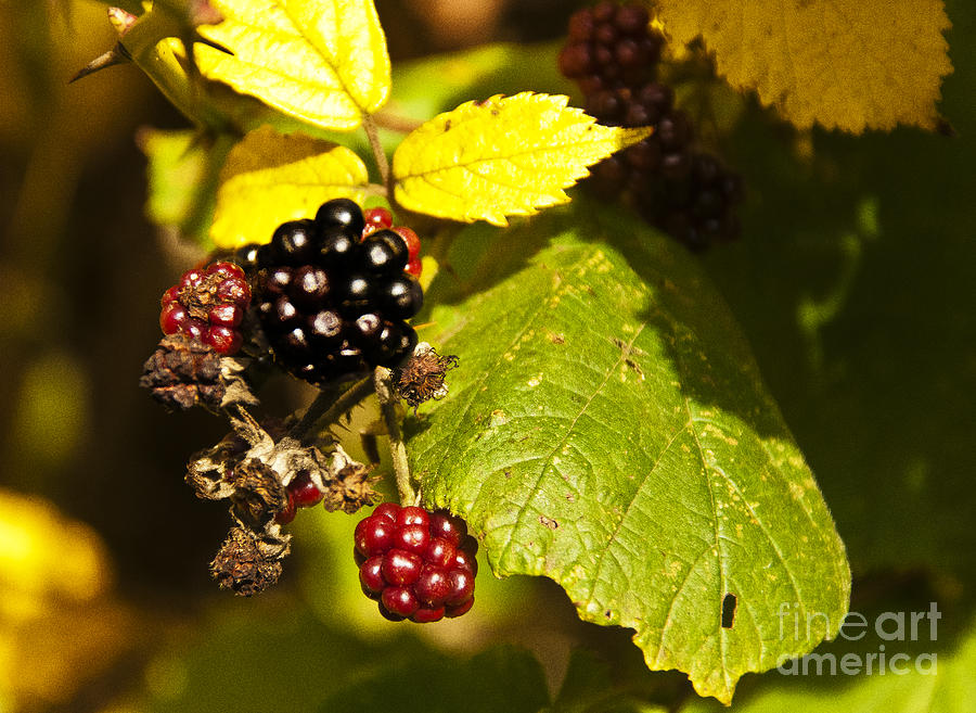 Summer Photograph - Black Berries by Daniela White