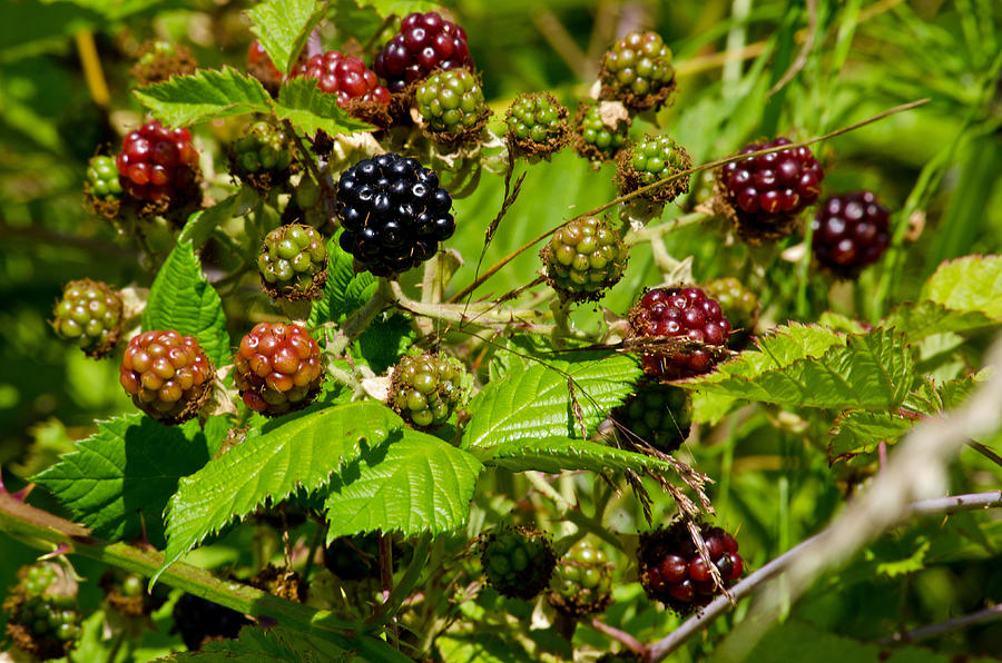 Black Berry Patch Photograph by Tikvahs Hope