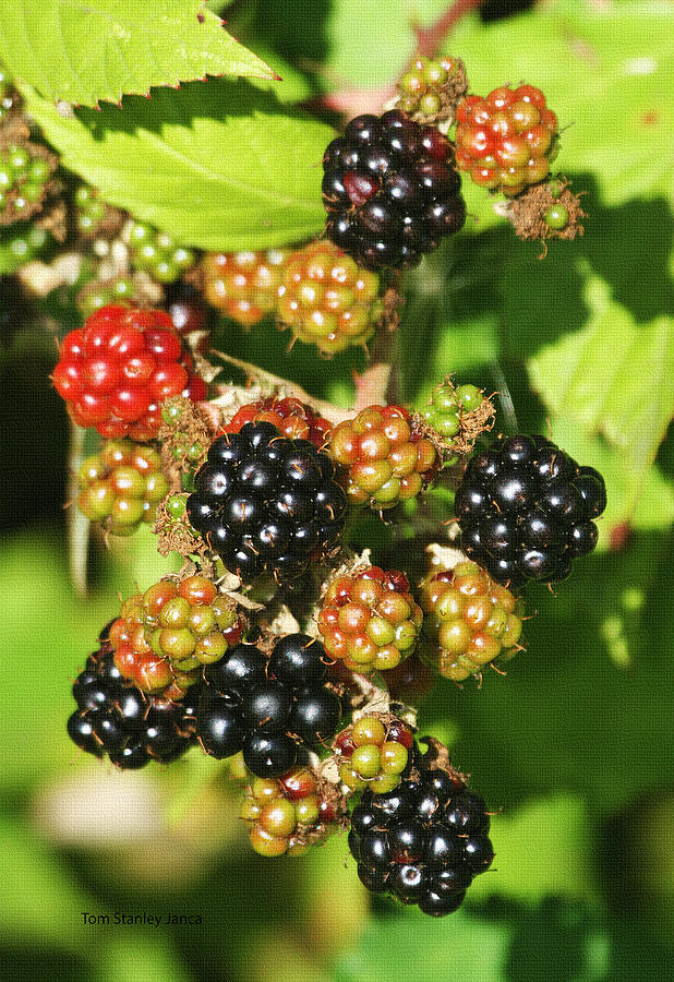 Black Berrys On The Vine Photograph by Tom Janca