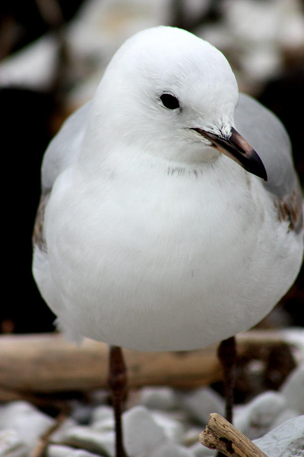 Endangered Black Billed Gull Photograph by Amanda Stadther