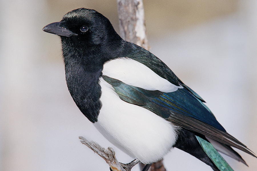 Rocky Mountain National Park Photograph - Black-billed Magpie by Eric Glaser