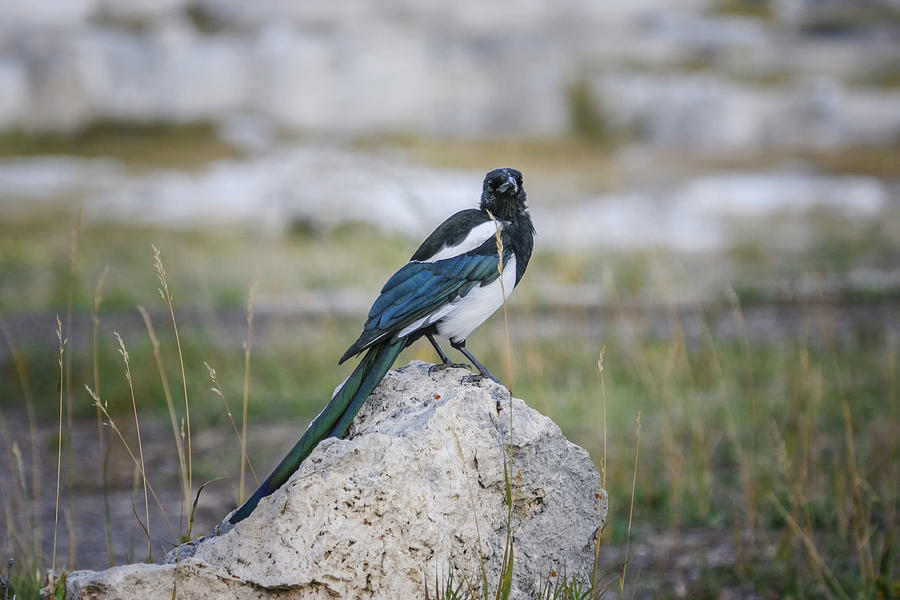 Black-billed Magpie Photograph by Gary Hall
