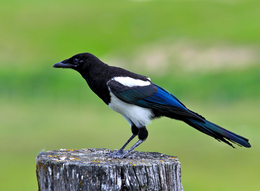 Black billed Magpie Photograph by Karon Melillo DeVega