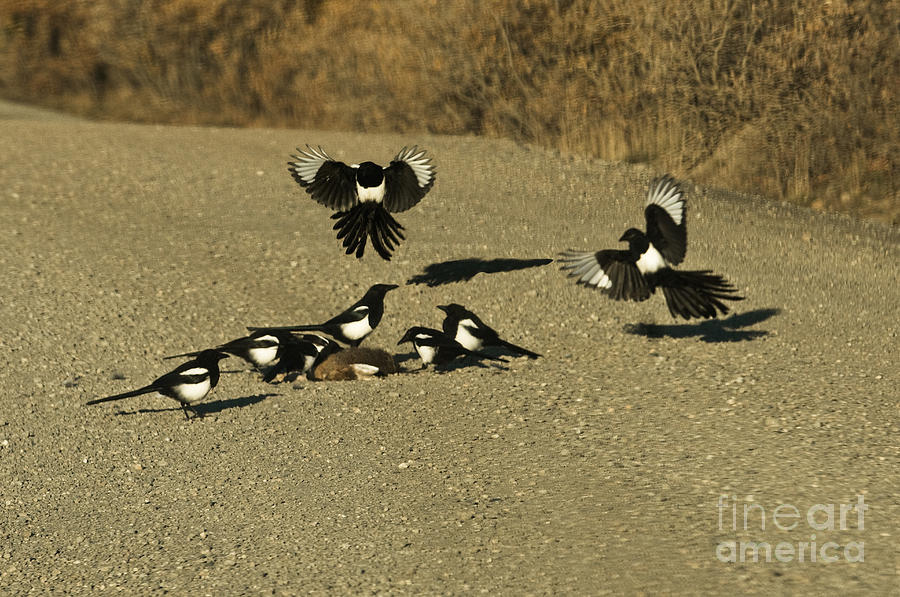 Black-billed Magpies At Roadkill Photograph by Ron Sanford