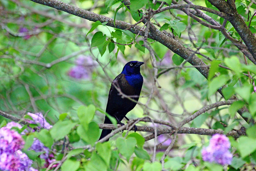 Black Bird Amidst The Lilacs Photograph by Debbie Oppermann