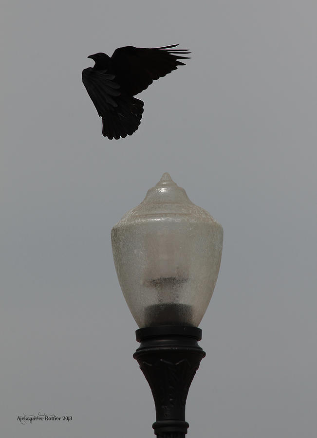 Black bird and the street lamp Photograph by Aleksander Rotner