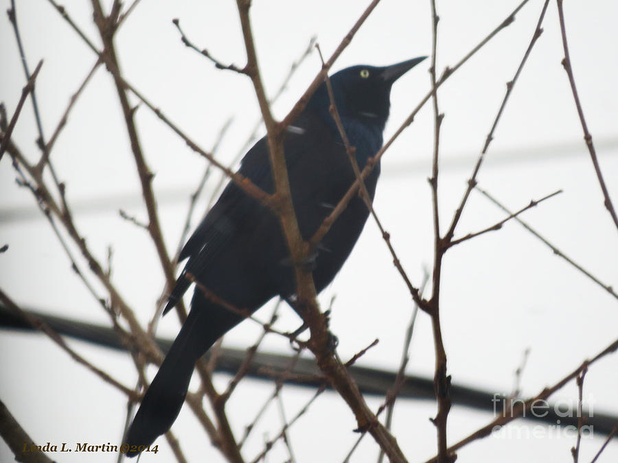 Black Bird Anticipation Photograph by Linda L Martin