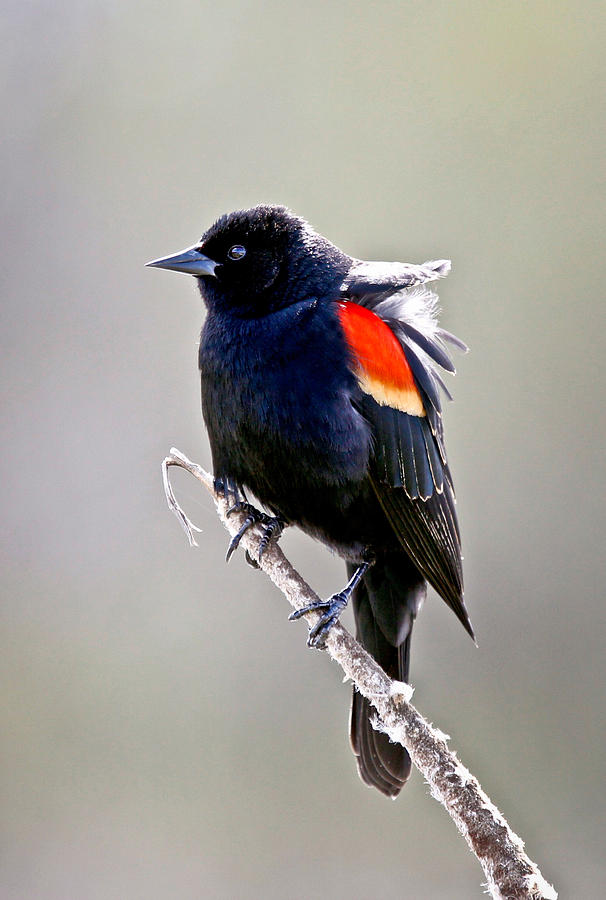 Blackbird Photograph - Black Bird by Athena Mckinzie