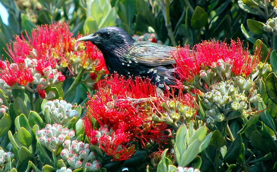 Black Bird in the Red Flowers Photograph by AJ  Schibig