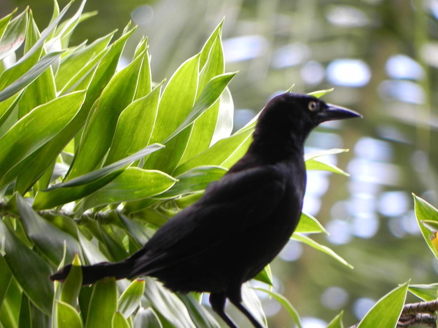 Black Bird Of Barbados Photograph by Kristy Fudge